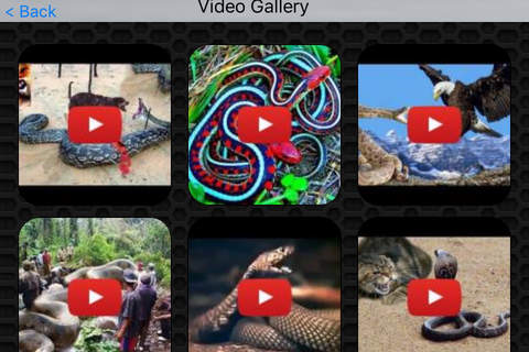 Snake Video and Photo Galleries FREE screenshot 2