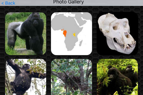 Gorilla Photos & Video Galleries FREE screenshot 4