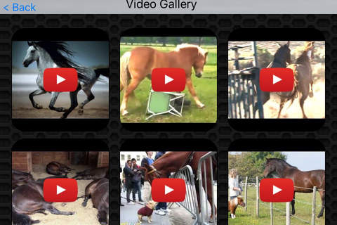 Horse Photos & Video Galleries FREE screenshot 2
