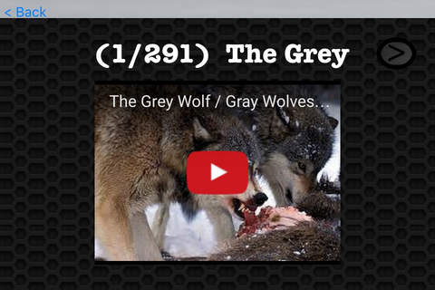 Wolf Video and Photo Galleries FREE screenshot 3