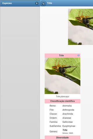 Directory of spiders screenshot 3