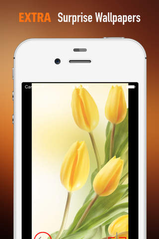 Tulip Wallpapers HD: Quotes Backgrounds with Art Pictures screenshot 3