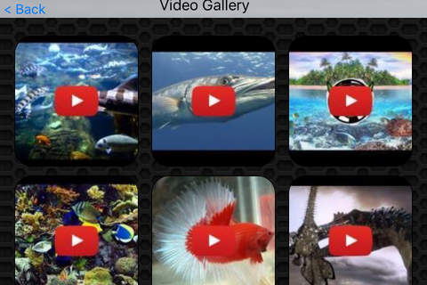 Fish Video and Photo Galleries FREE screenshot 2