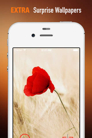 Poppy Wallpapers HD: Quotes Backgrounds with Art Pictures screenshot 3