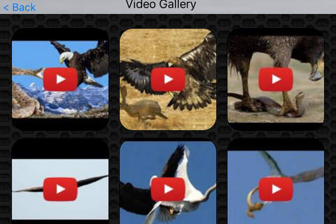 Eagle Video and Photo Galleries FREE screenshot 2