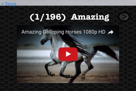 Horse Photos & Video Galleries FREE screenshot 3