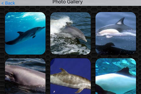 Dolphin Video and Photo Galleries FREE screenshot 4