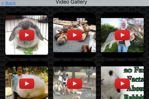 Rabbit Video and Photo Galleries FREE screenshot 2