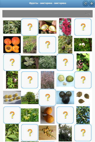 Fruit - quiz screenshot 2
