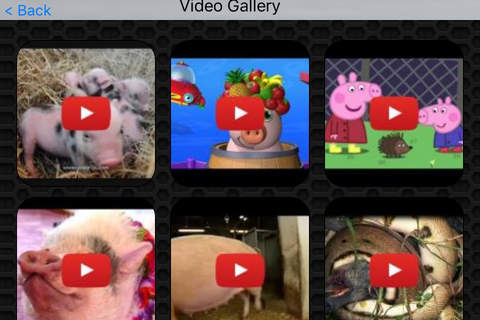 Pig Video and Photos Gallery FREE screenshot 2