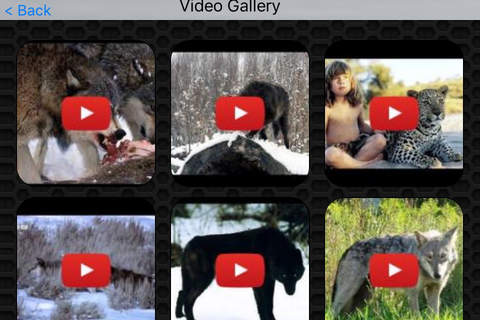 Wolf Video and Photo Galleries FREE screenshot 2