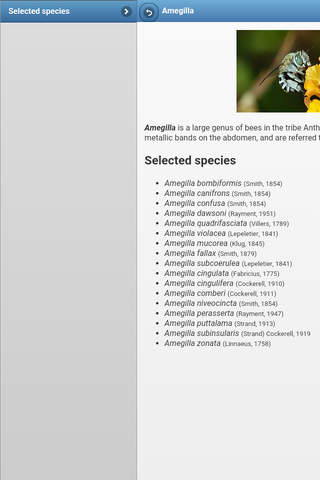 Directory of bees screenshot 3
