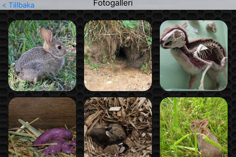 Rabbit  Photos and Videos Premium screenshot 4