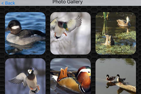 Duck Video and Photo Galleries FREE screenshot 4