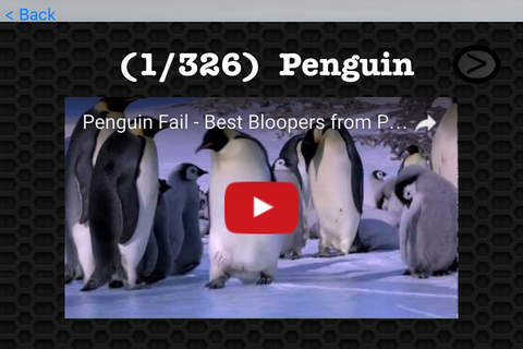 Penguin Video and Photo Galleries FREE screenshot 3