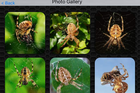 Spider Video and Photo Galleries FREE screenshot 4