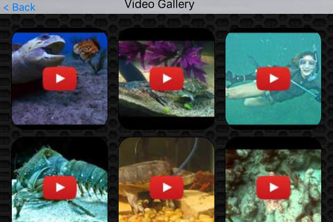 Lobster Video and Photo Galleries FREE screenshot 2