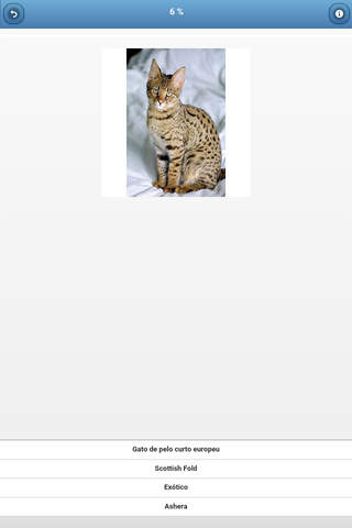 Cat breeds - quiz screenshot 2