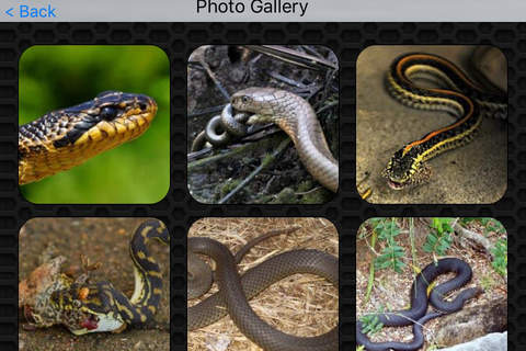 Snake Video and Photo Galleries FREE screenshot 4