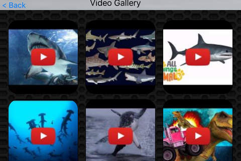Shark Video and Photo Galleries FREE screenshot 2