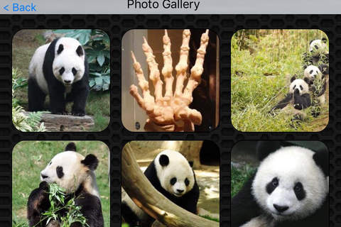 Panda Video and Photo Galleries FREE screenshot 4