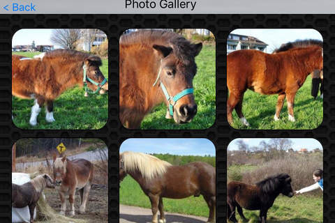 Pony ( Small Horse ) Video and Photo Galleries F screenshot 4