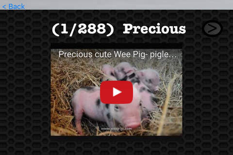 Pig Video and Photos Gallery FREE screenshot 3