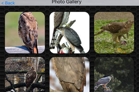 Wild Birds Hawk Video and Photo Galleries FREE screenshot 4