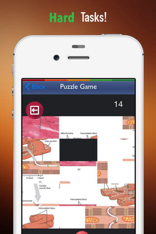 Memorize Human Anatomy Muscles by Sliding Tiles Puzzle: Learning Becomes Fun screenshot 4