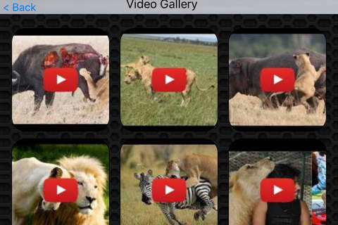Lion Video and Photo Galleries FREE screenshot 2