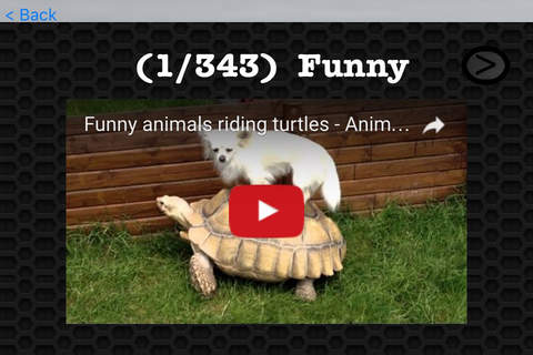 Turtle Photos & Video Galleries FREE screenshot 3