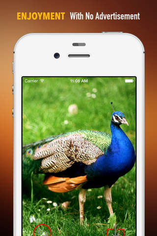 Peacocks Wallpapers HD: Quotes Backgrounds with Art Pictures screenshot 2