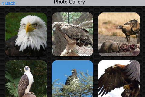 Eagle Video and Photo Galleries FREE screenshot 4