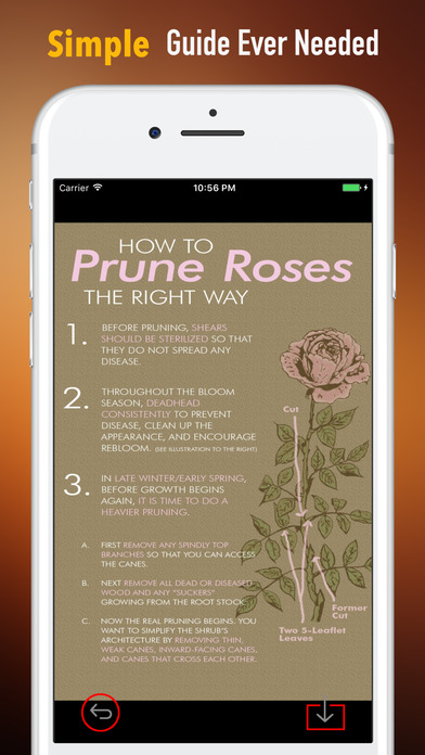 How to Prune Guide and Tutorials-Pruning Tips screenshot 2