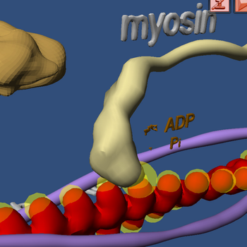 Muscle and Molecular Motors LOGO-APP點子