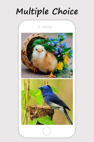 Cute Lovely Little Birds Photos & Wallpapers screenshot 4