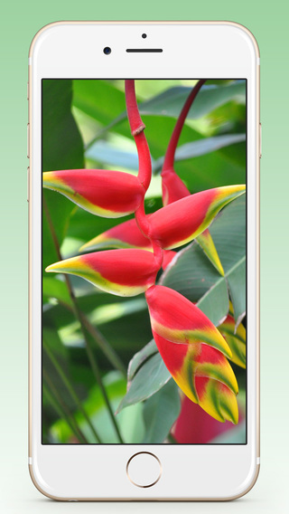 免費下載旅遊APP|Maui Wallpaper app開箱文|APP開箱王