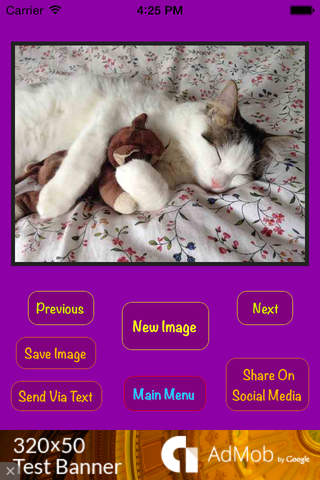 Meow Pics: Cute Kittens & Cool Cats screenshot 4