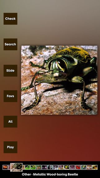 Insects Encyclopedia-HD