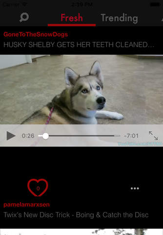 Dog Tube: Pug, Labrador, Retriever, Bulldog, Beagle, Poodle and more dog videos for YouTube screenshot 2