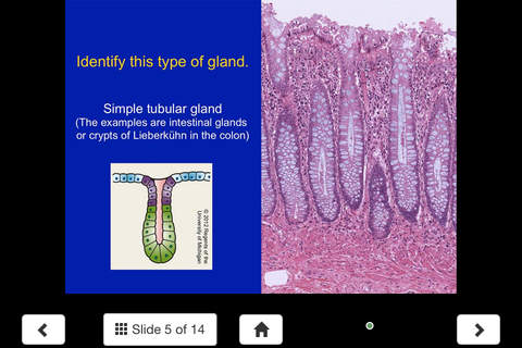 Histology - Basic Tissues screenshot 4