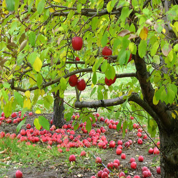 CTAppleOrchards LOGO-APP點子