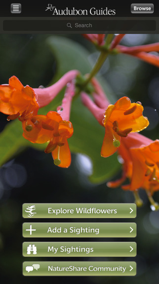 Audubon Wildflowers