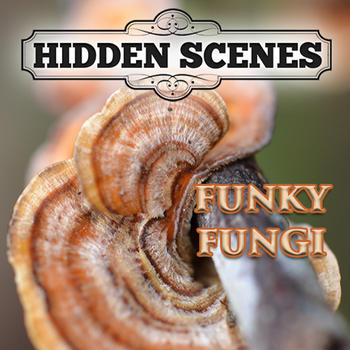 Hidden Scenes - Funky Fungi LOGO-APP點子