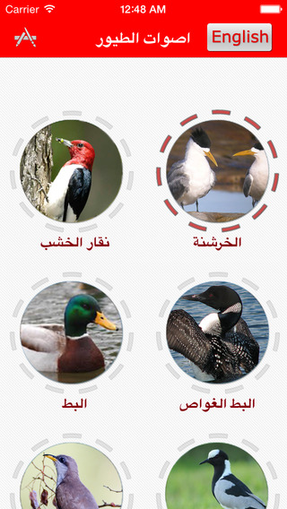 【免費娛樂App】اصوات الطيور - Birds Sounds-APP點子