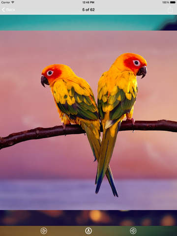 免費下載攝影APP|Birds Wallpaper: HD Wallpapers app開箱文|APP開箱王
