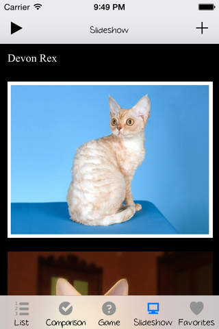 Cat Breeds Encyclopedia screenshot 3