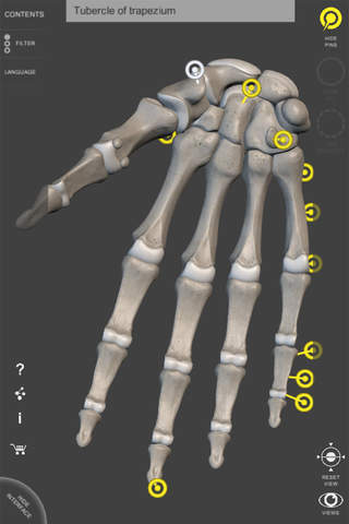 Skeletal System - 3D Atlas of Anatomy - Bones of the human skeleton screenshot 2