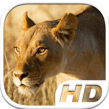 Lioness Simulator HD Animal Life LOGO-APP點子