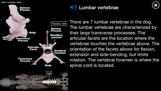 3d canine anatomy software 11 free download